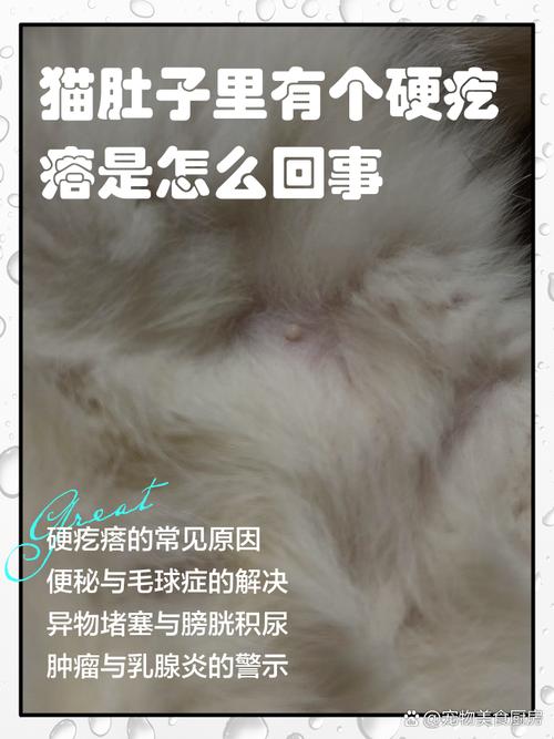 猫咪的肚子里面摸到圆形的硬物是什么啊?