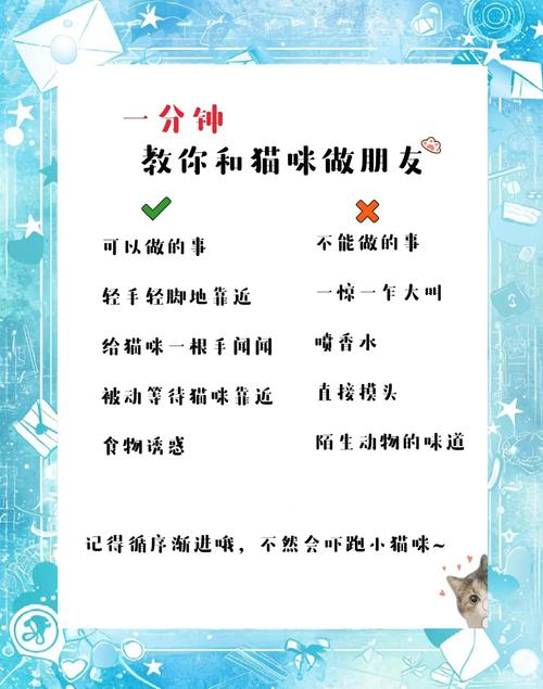 猫咪应该怎么交流?与一只猫正确的交流方式是这样的