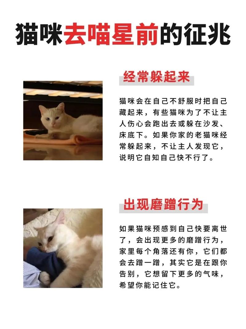怎么样向猫咪表达爱才是有效的?