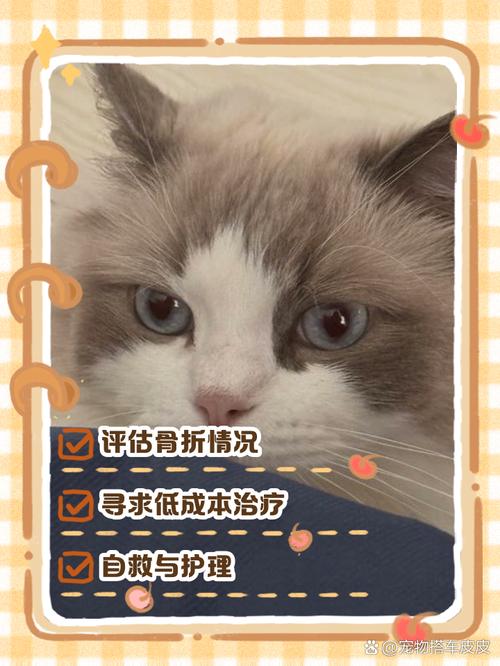 猫咪骨折没钱治怎么办?