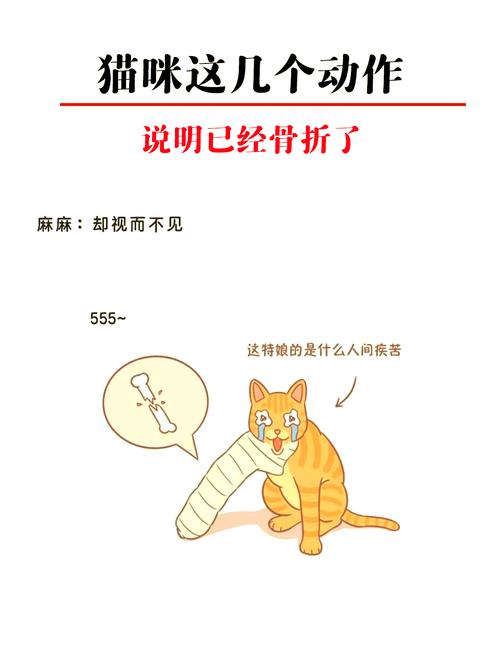 猫咪骨折怎么办