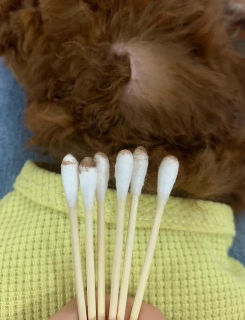 狗狗耳螨是什么