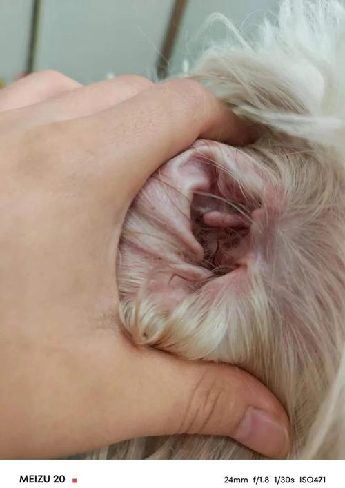 狗狗发烧摸哪里才知道?