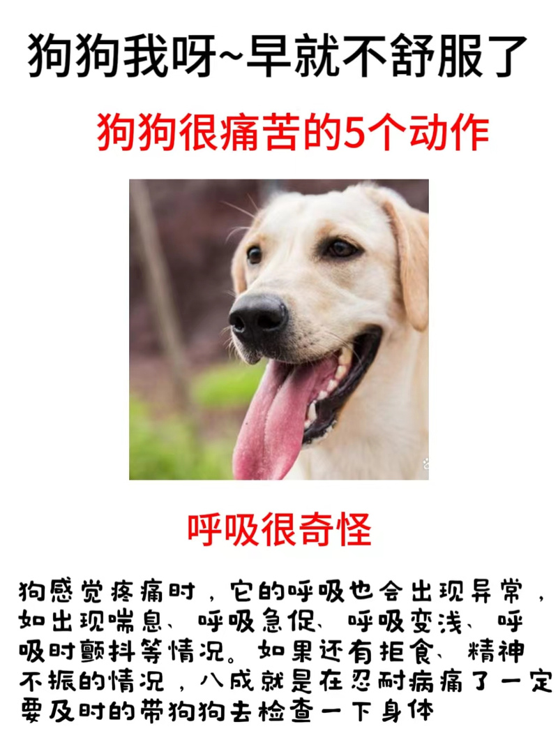 狗狗耳朵为什么发热