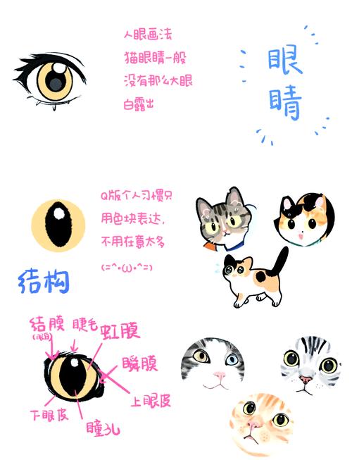 猫眼睛的变化过程