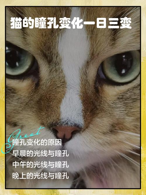 猫的眼睛为什么是一天三变的呢?