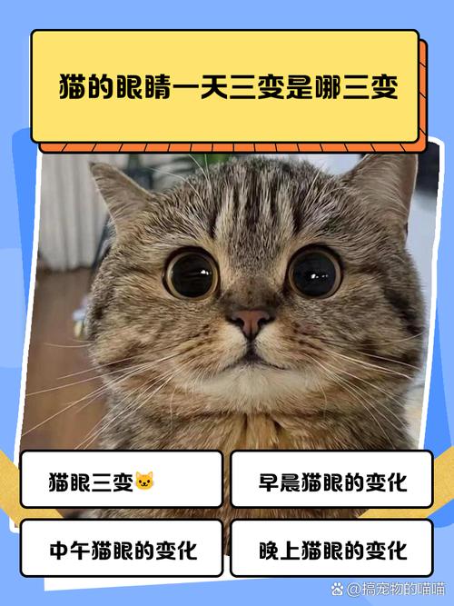 猫咪眼睛颜色的变化过程是怎样的呢?