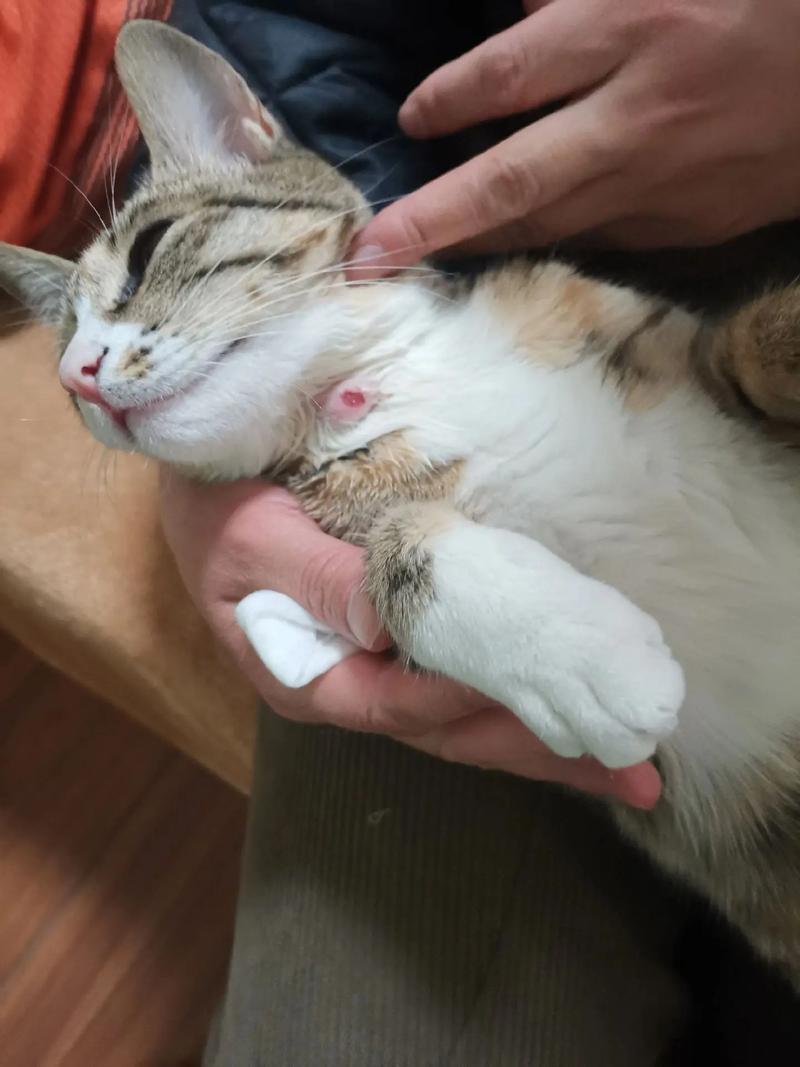 猫的脖子下有硬疙瘩是怎么回事?