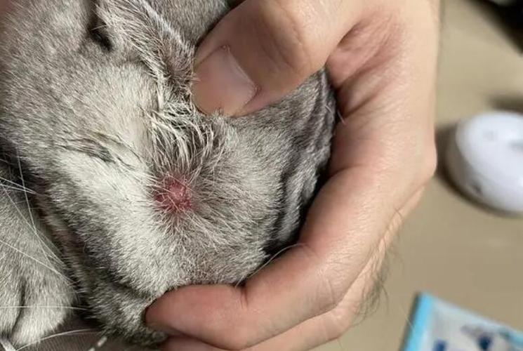 猫咪脖子疙瘩是淋巴吗