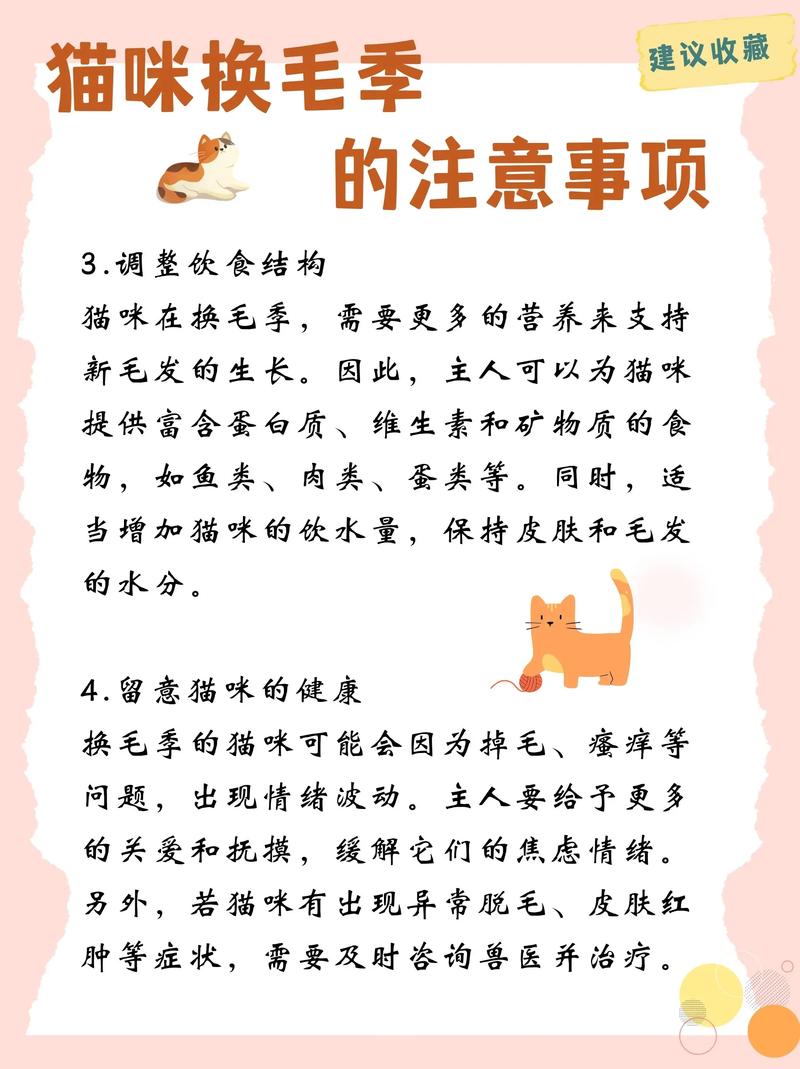猫咪换毛期一般在什么时候