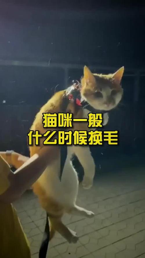 猫换毛期持续多久