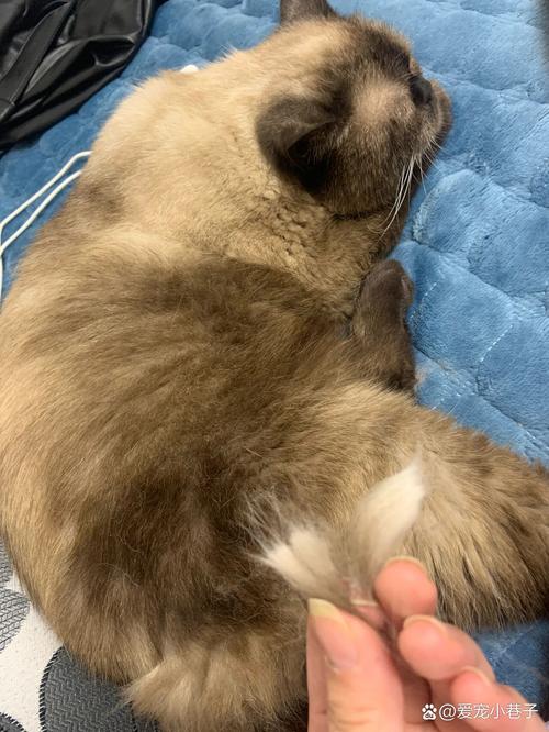 求助猫毛一揪就掉一撮这什么情况