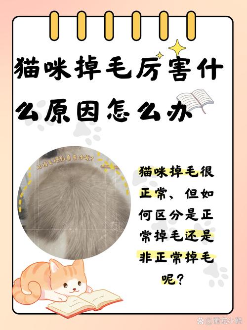 猫咪换毛期一般持续多长时间