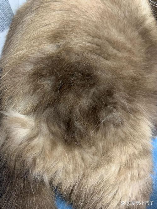 猫咪出生后多久开始掉毛