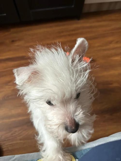 狗狗剃毛后皮肤发黑不长毛怎么办