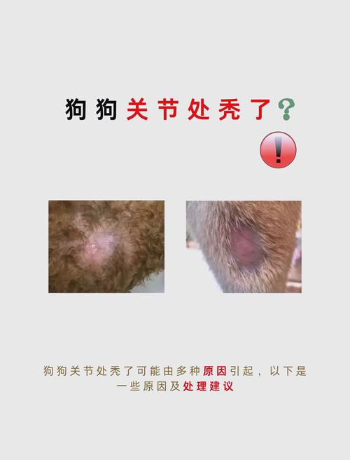 狗狗毛囊受损不长毛怎么修复?