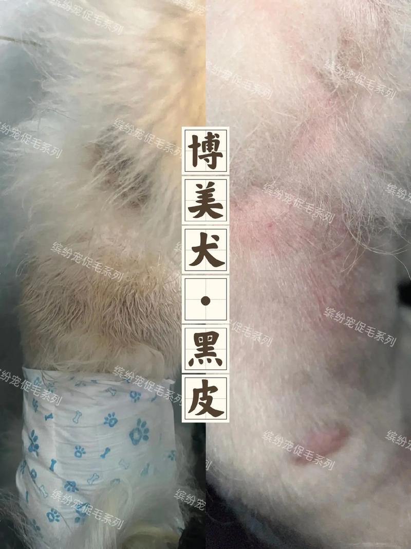 狗狗剃毛后局部不长毛怎么办