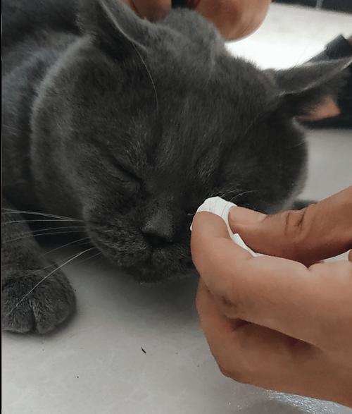 猫咪鼻子有黑色分泌物正常吗