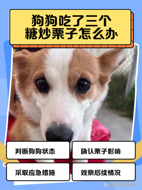 狗狗吃了三个糖炒栗子怎么办?