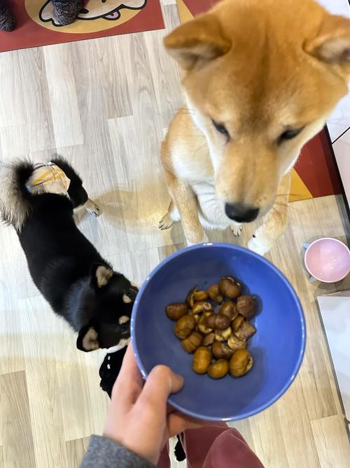 狗狗能吃栗子吗