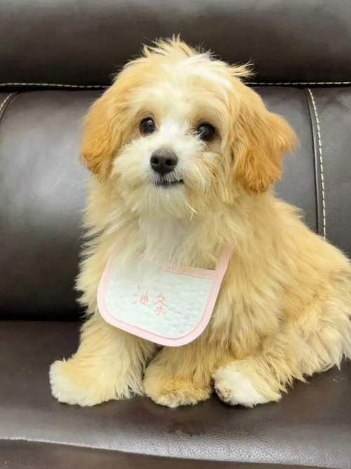 狗狗可以吃黄油吗