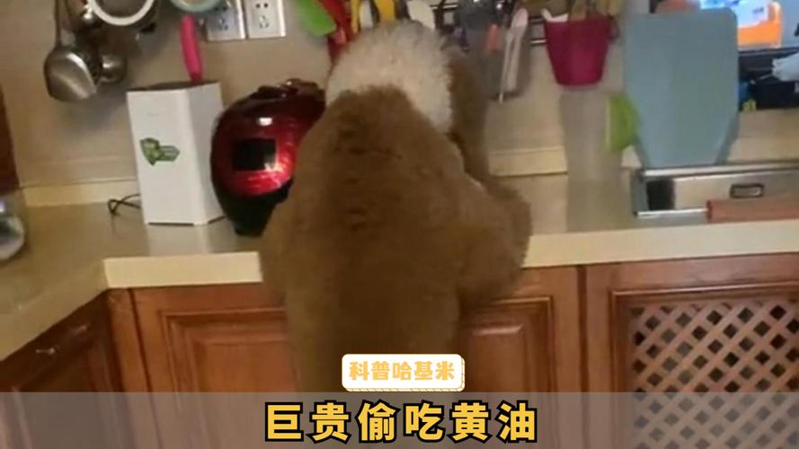 狗狗可以吃黄油吗想自制饼干,看见每个都有黄油