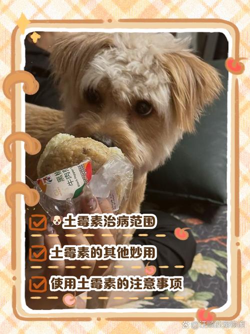 狗狗咳嗽干呕能吃阿奇霉素吗