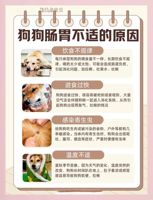 狗狗肠胃不好拉稀怎么调理