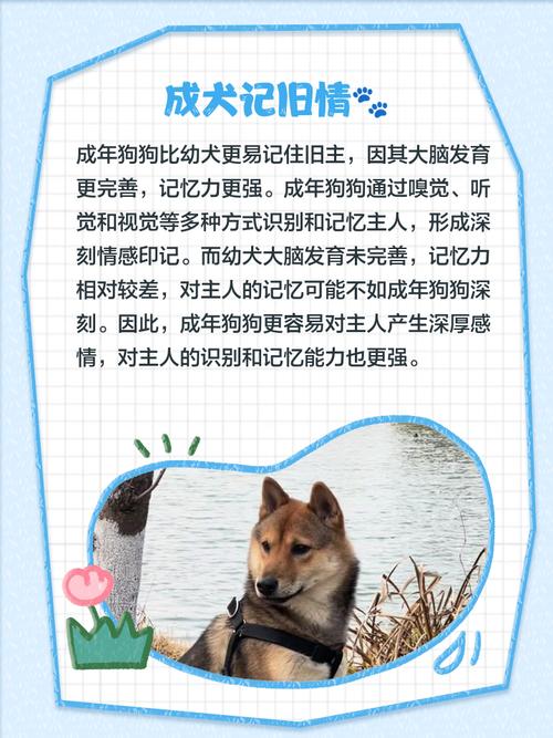 狗狗老换主人好吗