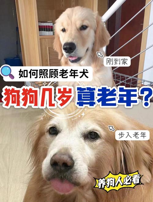 狗狗换了主人会怎么样?