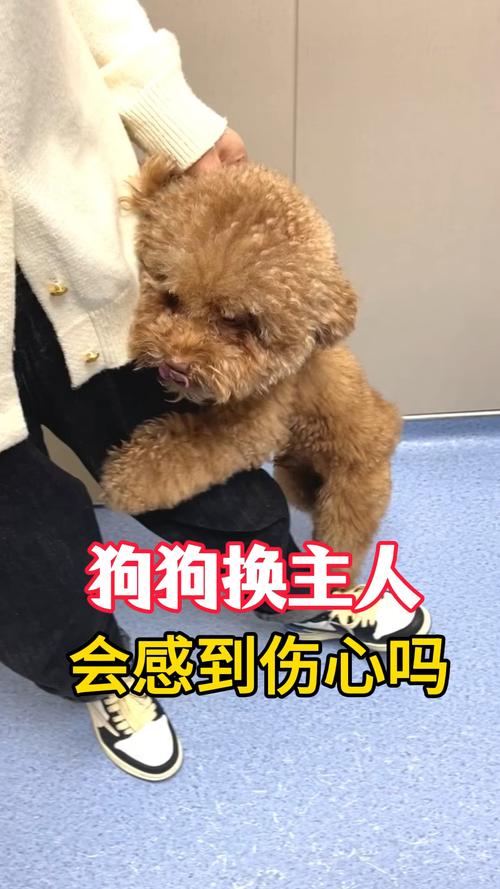 狗狗换主人会怎么样