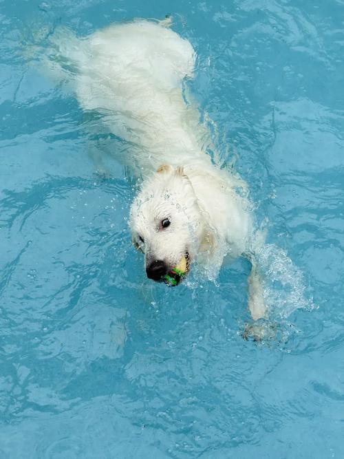 狗狗可以游泳嘛为什么