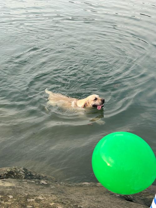 去海里游泳对狗有什么好处