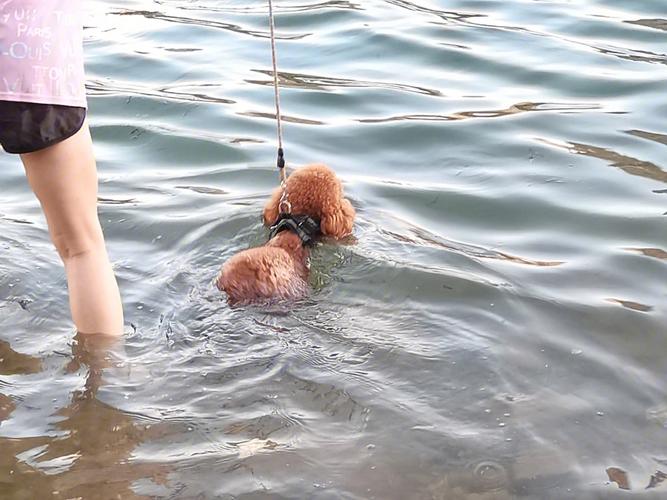 狗狗为什么会下海