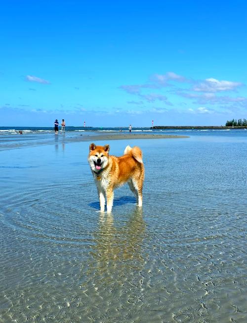 请问我家的狗狗两岁多了,我能带它去海边游泳吗?