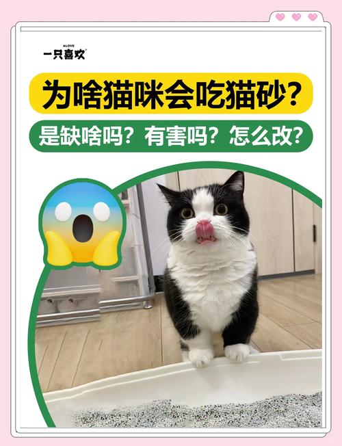 猫吃猫砂怎么回事