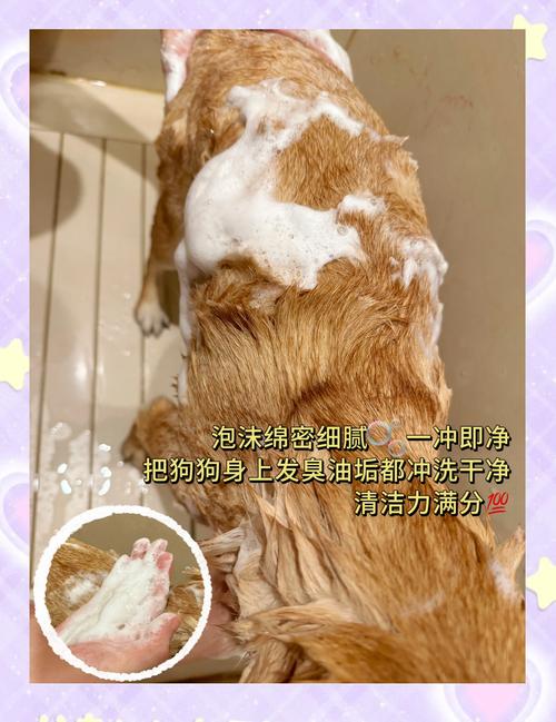 临时给狗狗洗澡用什么