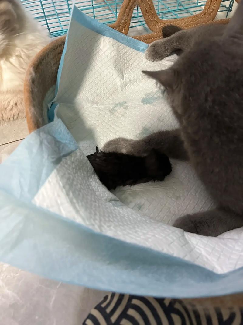 猫咪羊水破了多久生