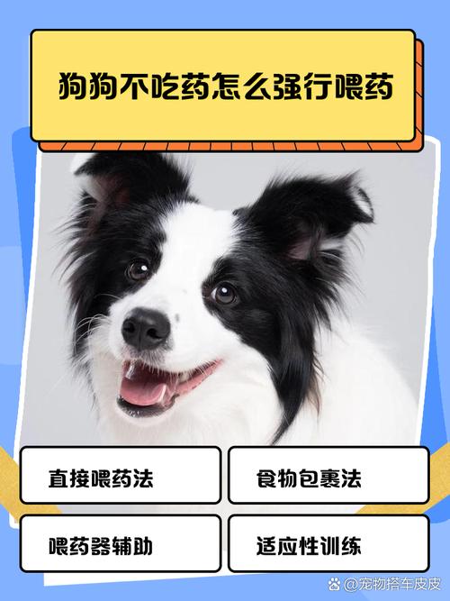 狗狗生病了不吃药怎么办?