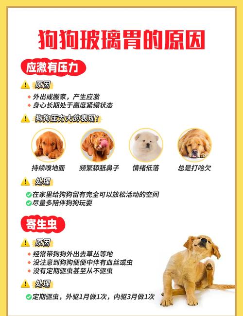 狗狗肠胃不好不吃东西怎么办