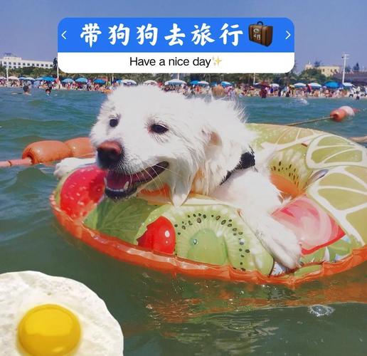 狗狗带去三亚市旅游(带狗去三亚坐飞机)