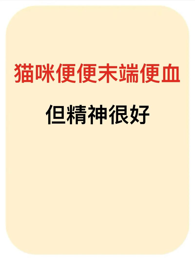 猫咪拉血但是精神很好