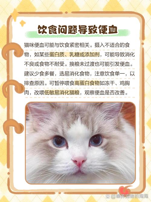猫拉血但是精神很好