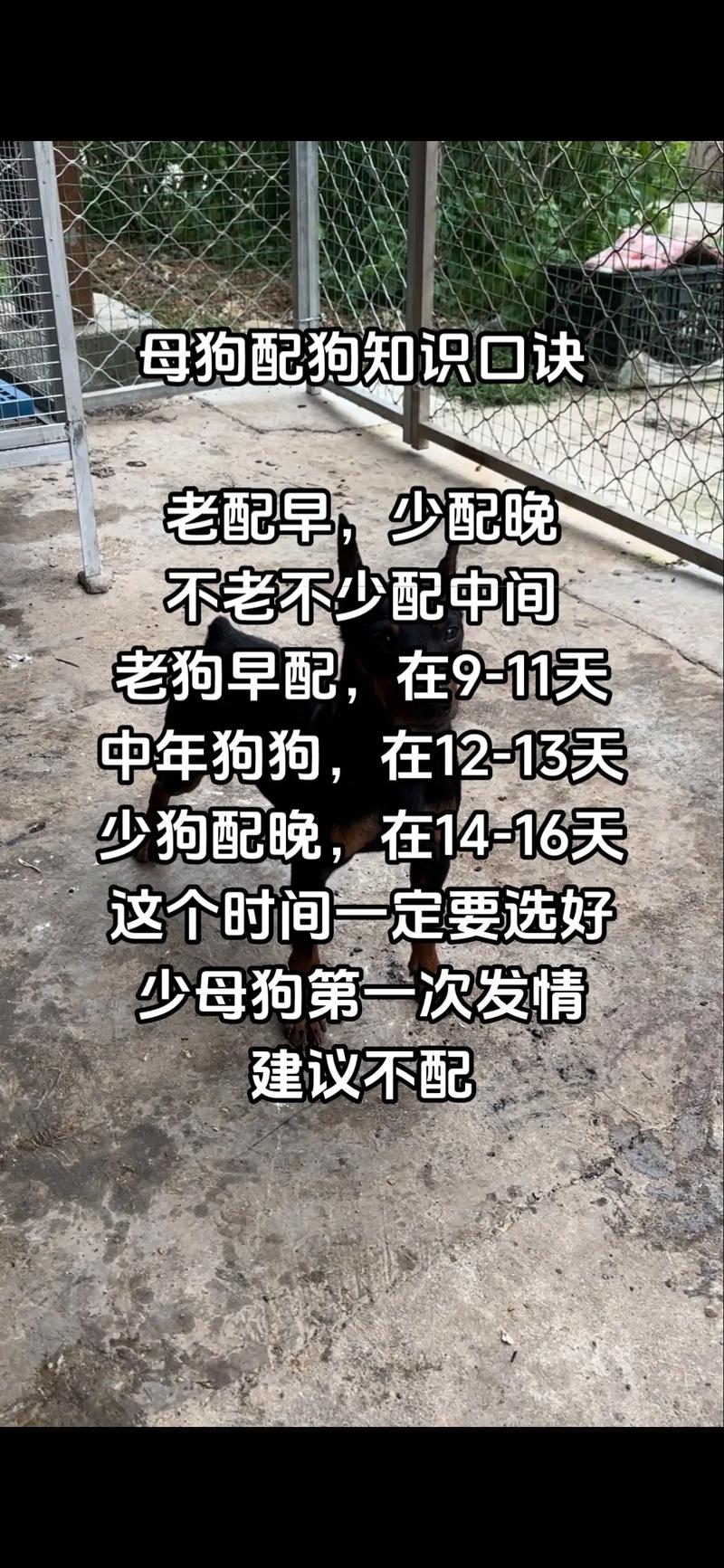 狗狗配种一次需要多长时间