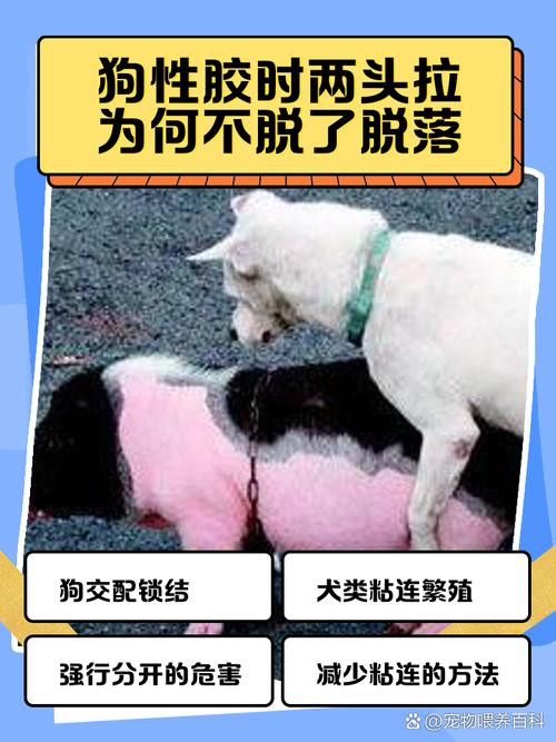 小狗配种需要多久分开