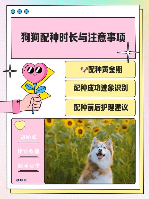 狗狗交配一般需要多长时间