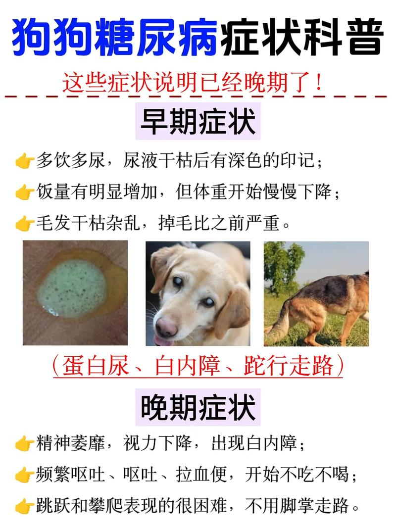狗狗低血糖的症状和应对措施