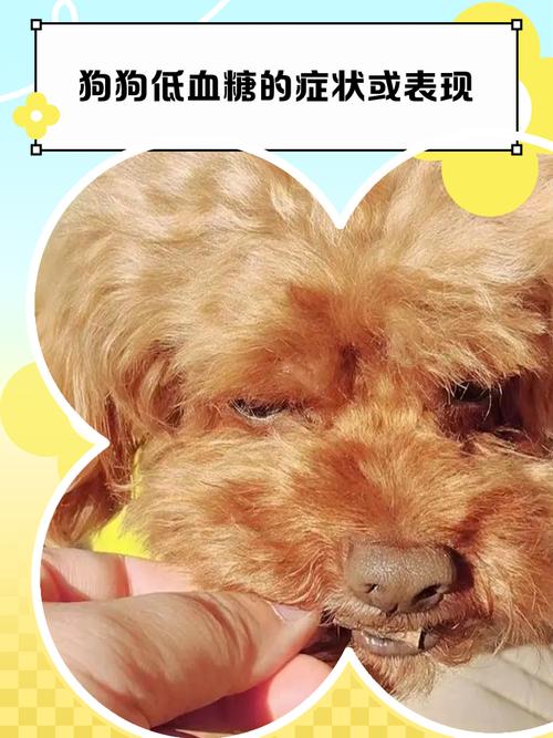 小狗低血糖症状有哪些