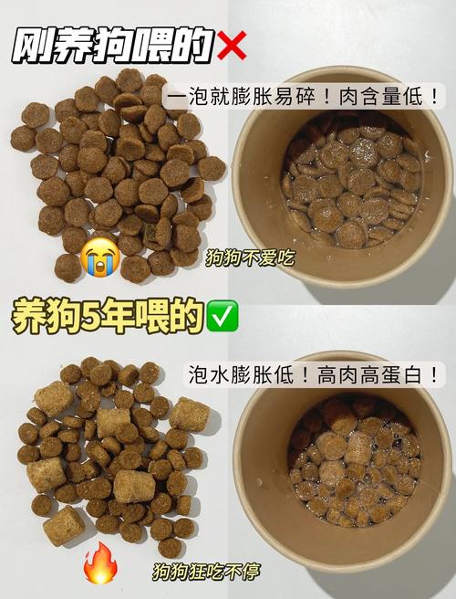 狗狗几个月吃狗粮不用泡