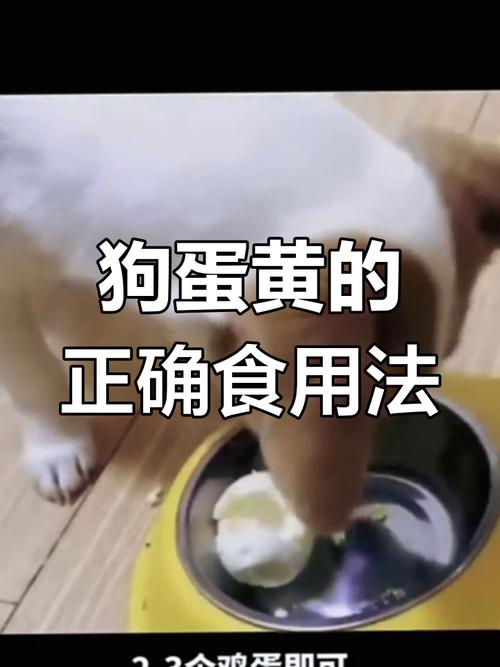 狗一天一个蛋黄可以吗